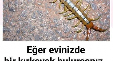 Eğer Evinizde Kırkayak Bulursanız
