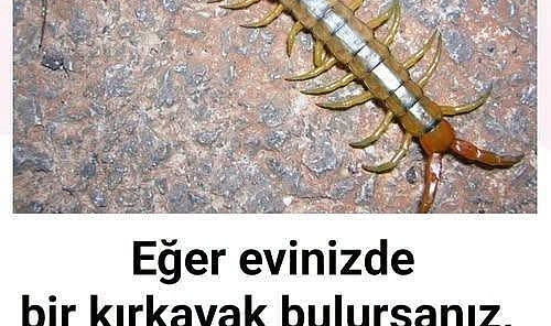 Eğer Evinizde Kırkayak Bulursanız