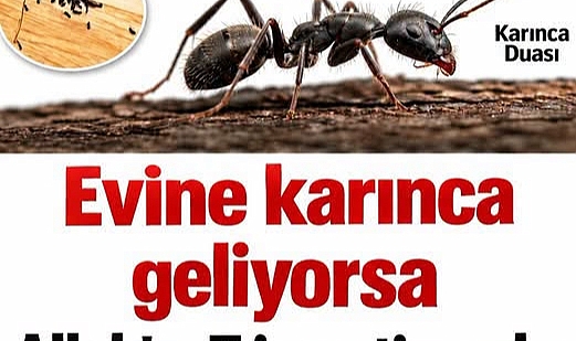 Karınca Eve Neden Gelir